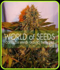 Northern Lights x Big Bud Auto - World of Seeds