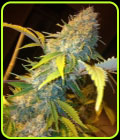 Northern Lights Express Auto - Phoenix Cannabis Seeds