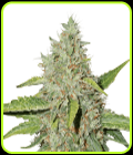 Northern Lights Auto - Seed Stockers