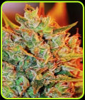 Northern Lights x Big Bud Auto - Expert Seeds