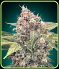 Northern Lights CBD - OO Seeds