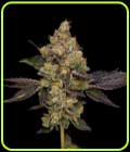 Northern Mints - Green Bodhi Seeds
