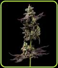 Northern Runtz - Green Bodhi Seeds