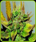 Northern Soul - Seedsman Seeds