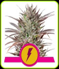 Northern Thunderfuck - Royal Queen Seeds