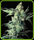 Northern VIP - VIP Seeds