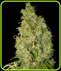 SALE - Northern Lights x Skunk - World of Seeds - Cannabis Seed Sale Items