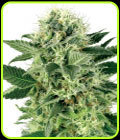 Northern Lights - White Label Seeds