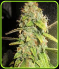 Notorious OG - Pheno Finder Seeds