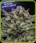 Notorious THC - Humboldt Seed Company