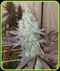 SALE - Now N Frutti - Karma Genetics - Karma Genetics