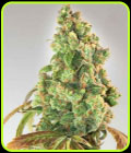Nurse Lilly CBD - Expert Seeds