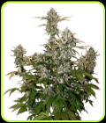 O.G. Candy Dawg Kush Auto - Seed Stockers