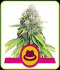 O.G. Kush - Royal Queen Seeds