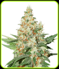 SALE - O.G. Kush Auto - Seed Stockers - Cannabis Seed Sale Items
