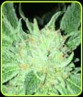 ODV-Z - DankHunters Seed Co