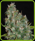 OG13 - G13 Labs Seeds