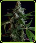 OGLA78 BX - Green Bodhi Seeds