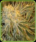 OGNL - Sagarmatha Seeds