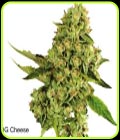 OG Cheese - Dispensario Seeds
