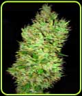 OG Critical - Emerald Triangle Seeds