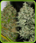 OG Jones - Connoisseur Genetics