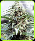 OG Kush - Kush Cannabis Seeds