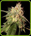 OG Kush - DNA Genetics Seeds