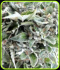 OG Kush - Medicann Seeds