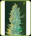 OG Kush - Victory Seeds