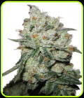 OG Kush - Phoenix Cannabis Seeds
