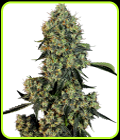 OG Kush - White Label Seeds