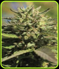 OG Kush - Humboldt Seed Company