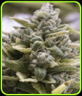 OG Kush Auto - Humboldt Seed Organisation