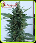 OG Kush Auto - Dr Krippling Seeds