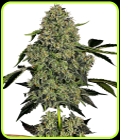 OG Kush Auto - White Label Seeds