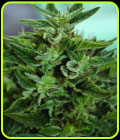 OG Kush CBD - Medicann Seeds