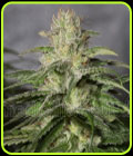 OG Kush CBD - Medical Seeds