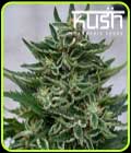 OG Kush CBD - Kush Cannabis Seeds