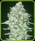 OG Kush S.F.V. - Advanced Seeds
