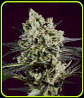 OG Kush x SCBDX - Super CBDx Seeds