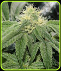 OG Tini - Karma Genetics