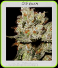 OG's Kush - BlimBurn Seeds