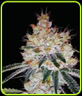 OGesus Auto - Expert Seeds