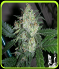 OGiesel - Cali Connection Seeds