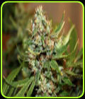 OJs Haze - Connoisseur Genetics