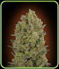 OO Hashchis - OO Seeds