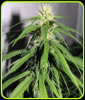 OSH A#5HZ - Karma Genetics