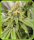OS Glue - Old School Genetics