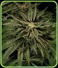 O Z Kush - The Bulldog Seeds